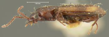 Media type: image;   Entomology 16300 Aspect: habitus lateral view
